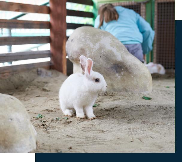 White rabbit standing on sandy ground with a person in a blue jacket in the background next to a large rock.