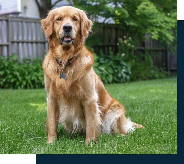 Golden retriever sitting on grass in a backyard with a wooden fence and greenery in the background.