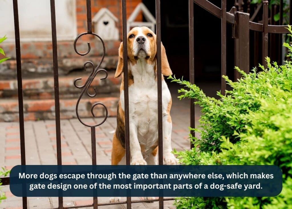 Medium-sized dog standing behind a metal fence, showing the importance of proper fence spacing for pet safety. Caption: More dogs escape through the gate than anywhere else, which makes gate design one of the most important parts of a dog-safe yard.