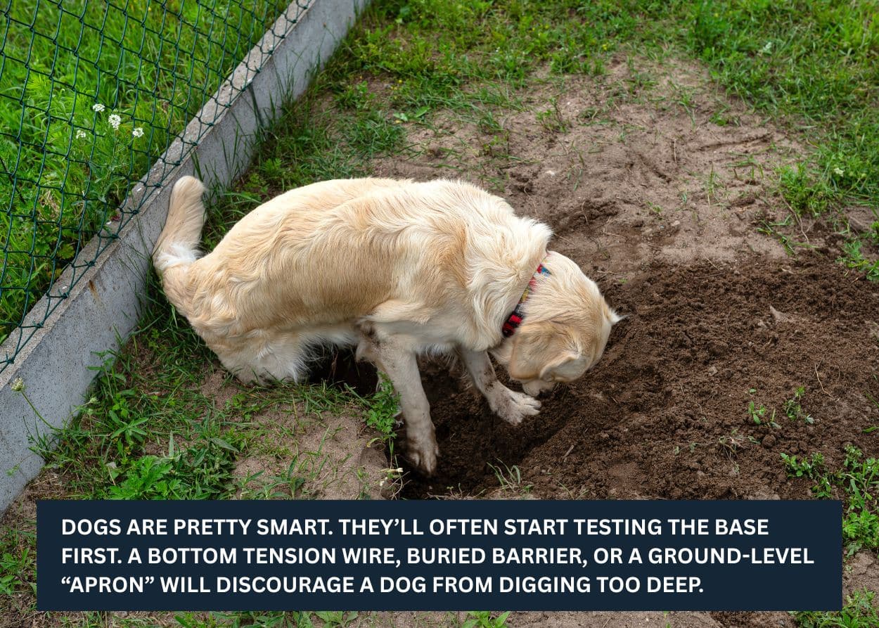 Dog digging under a chain link fence in a backyard trying to escape.